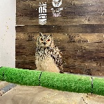 Chrysopraseのプロフィール画像