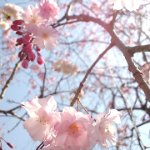 しまえなが