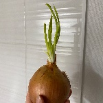はろ
