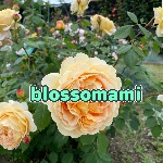 blossomami