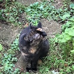 mishia